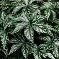 4.25 Yetiştirici Pot Yeşil ve Gümüş Yeşillik Pegasus Canlı Bitkiler