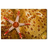 Wynwood Stüdyo Deniz ve Kıyı Duvar sanatı Tuval Baskılar 'Deniz Yıldızı Deniz Salatalık David Fleetham' Deniz Yaşamı-Sarı,