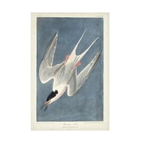 John James Audubon 'Roseate Sumru' Tuval Sanatı