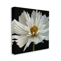 Stupell Industries Parlak Beyaz Papatya İnce Çiçek Detayları Tasarımı Dianne Poinski, 30 30