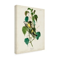 John James Audubon 'Baldıran Ötleğeni' Tuval Sanatı