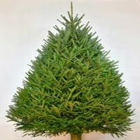 6 ft Balsam Kesilmiş Taze Kesilmiş Noel Ağacı