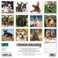 Willow Creek Press Sadece Fransız Bulldogları Duvar Takvimi
