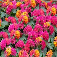 Daha iyi Evler ve Bahçeler 9PK Küçük Şanslı Lantana Kombinasyonu Çok Renkli Yıllık Canlı Bitki