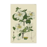 Marka Güzel Sanatlar 'Beyaz Curtis Botanik III' Vision Studio tarafından Tuval Sanatı
