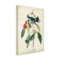 John James Audubon'dan 'Cerulean Wood Warbler' Marka Güzel Sanatlar Tuval Sanatı