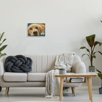 Stupell Industries Golden Retriever Yalvaran Gözler Etkileyici Köpek Portresi, 11, Kamdon Kreations Tasarımı